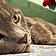 Miss Purrfect