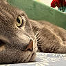 bedding, cat, close_up, couch, cozy, eye, feline, flowers, fur, grey_cat, indoor, macro, nose, patterned_sheet, portrait, red_roses, relaxed, sleeping, vase, whiskers