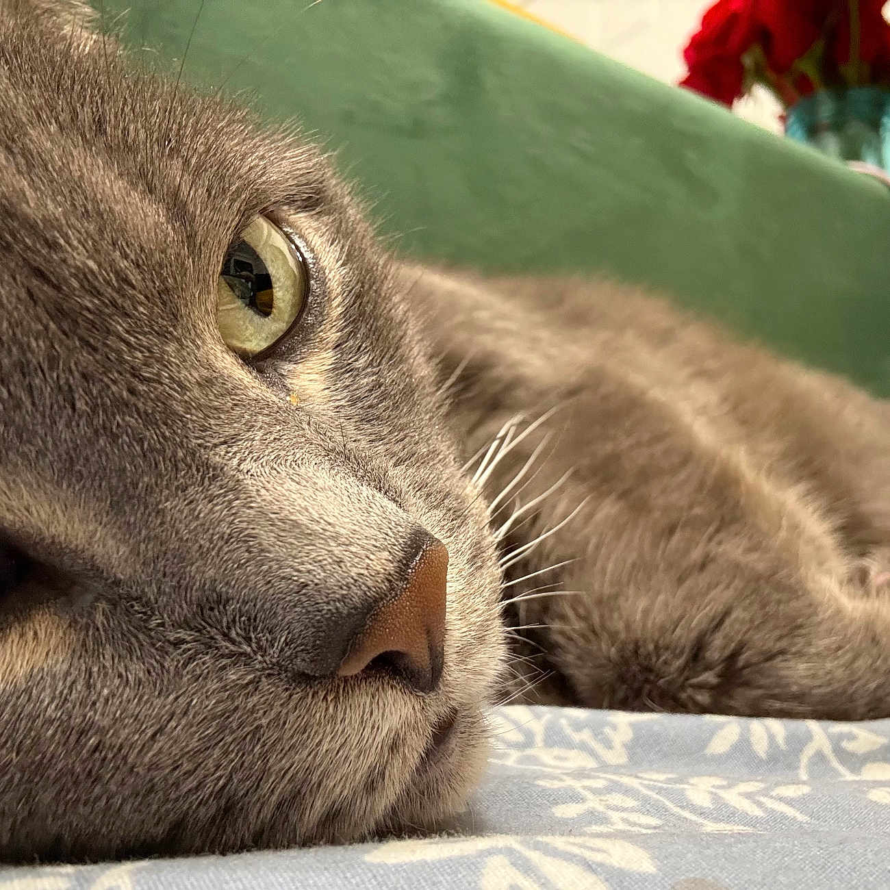 Miss Purrfect is registered to the contest to win money with this photo: bedding, cat, close_up, couch, cozy, eye, feline, flowers, fur, grey_cat, indoor, macro, nose, patterned_sheet, portrait, red_roses, relaxed, sleeping, vase, whiskers