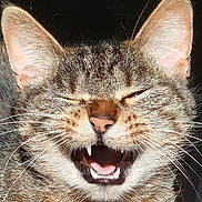 Luna participe au concours pour gagner de l'argent avec cette photo : animal, animal_face, cat, close_up, cute, domestic_cat, ears, expression, face, feline, fur, happy, indoor, laughing_cat, mouth_open, pet, portrait, tabby_cat, teeth, whiskers