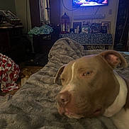 Tank is registered to the contest to win money with this photo: bedroom, blanket, brown_dog, cage, clutter, cozy, dog, door, fabric, furniture, household_items, indoor, lamp, relaxed, resting, room, screen, table, television, wall