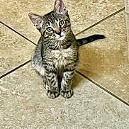 Tobby joined the competition — help win amazing prizes! cat, kitten, tabby, pet, animal, feline, cute, looking_up, floor, tile, indoor, whiskers, ears, fur, small, young, domestic, sitting, curious, playful