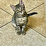 cat, kitten, tabby, pet, animal, feline, cute, looking_up, floor, tile, indoor, whiskers, ears, fur, small, young, domestic, sitting, curious, playful