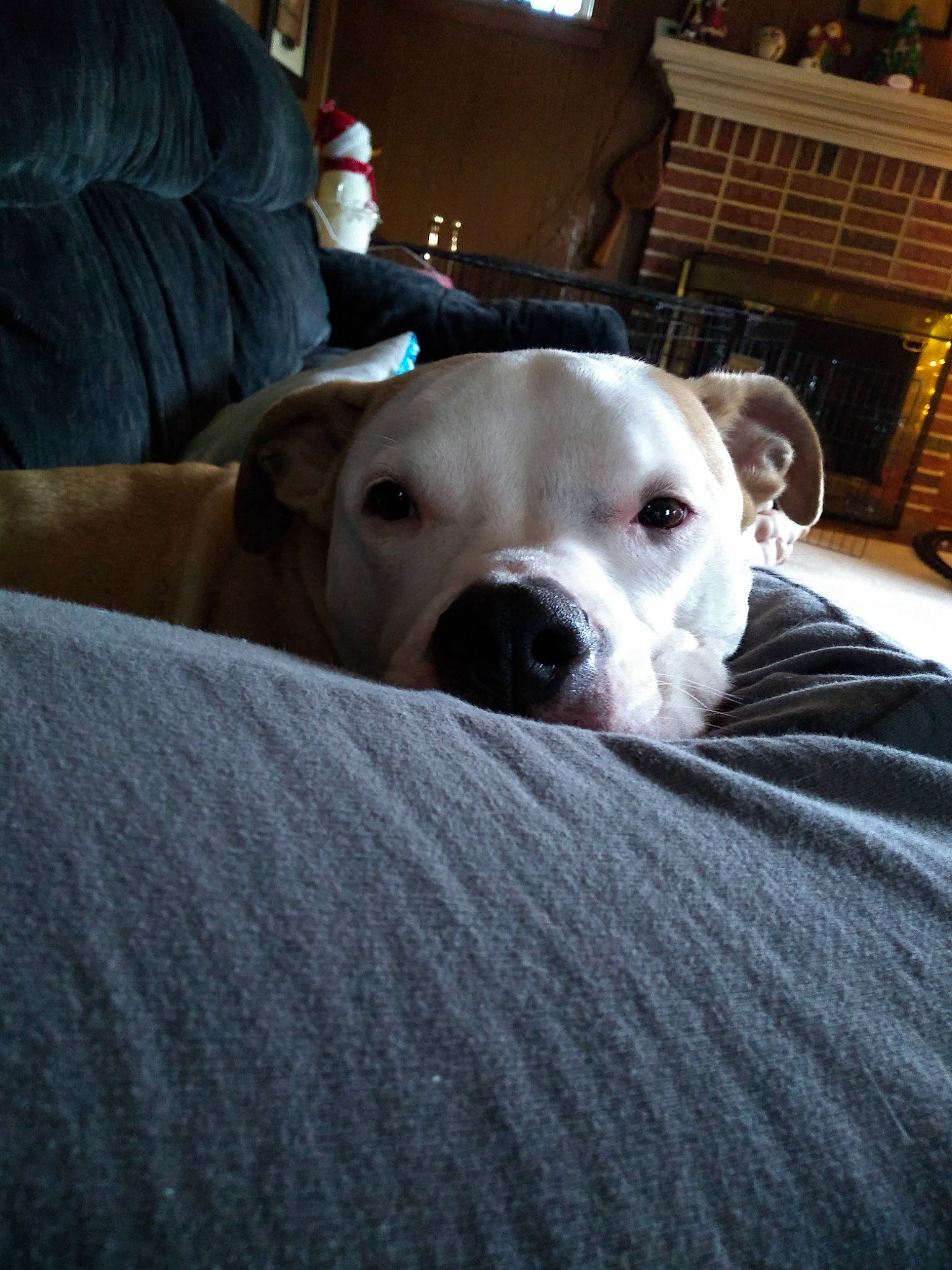 Rosi is registered to the contest to win money with this photo: canidae, carnivore, collar, comfort, companion_dog, couch, dog, dog_breed, dogo_argentino, dogo_guatemalteco, fawn, guard_dog, non_sporting_group, pit_bull, shelf, snout, sporting_group, terrestrial_animal, whiskers, working_animal