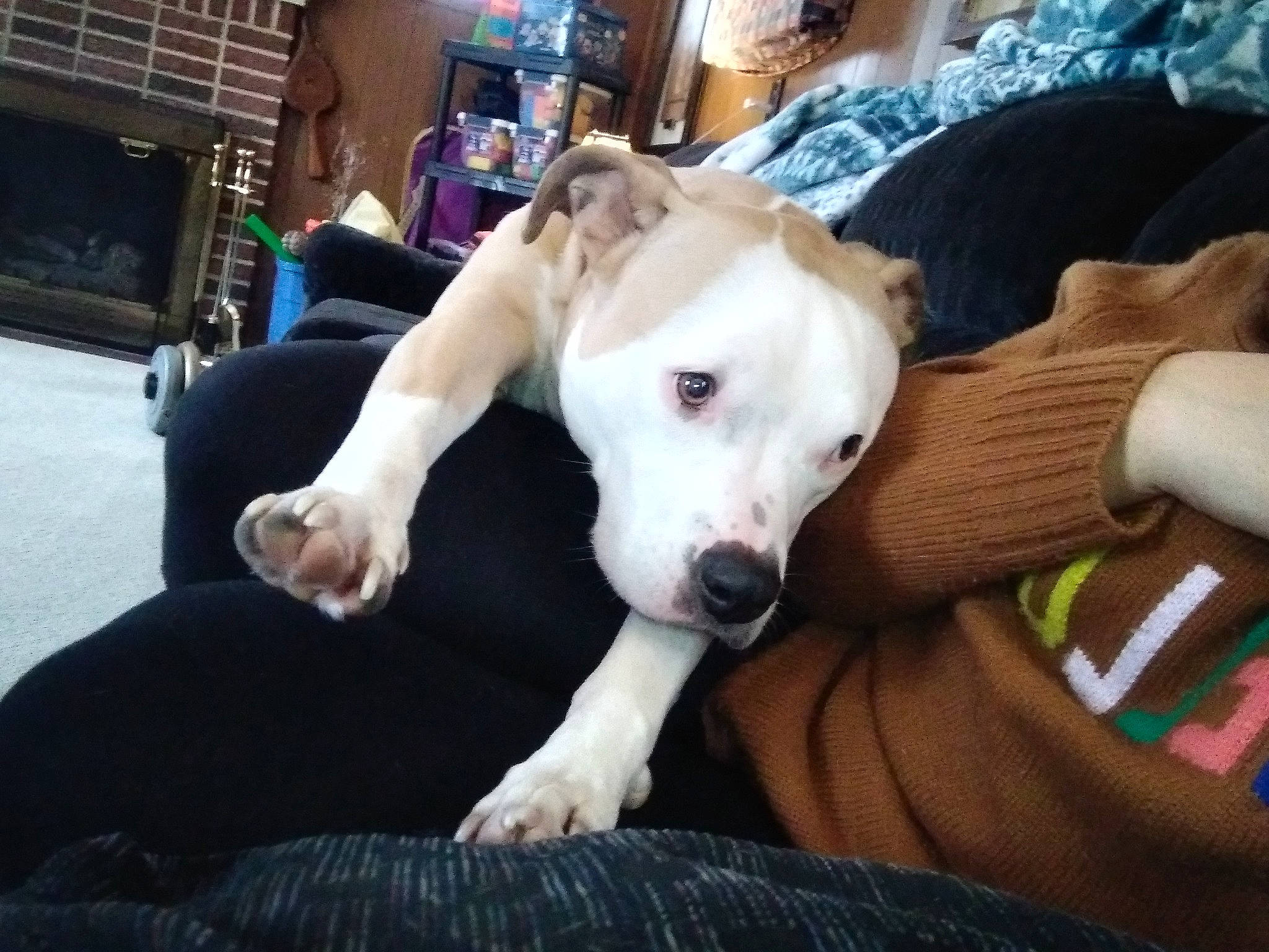 Rosi is registered to the contest to win money with this photo: canidae, carnivore, chair, collar, comfort, companion_dog, couch, dog, dog_breed, fawn, fur, guard_dog, houseplant, non_sporting_group, snout, sporting_group, television, whiskers, working_animal