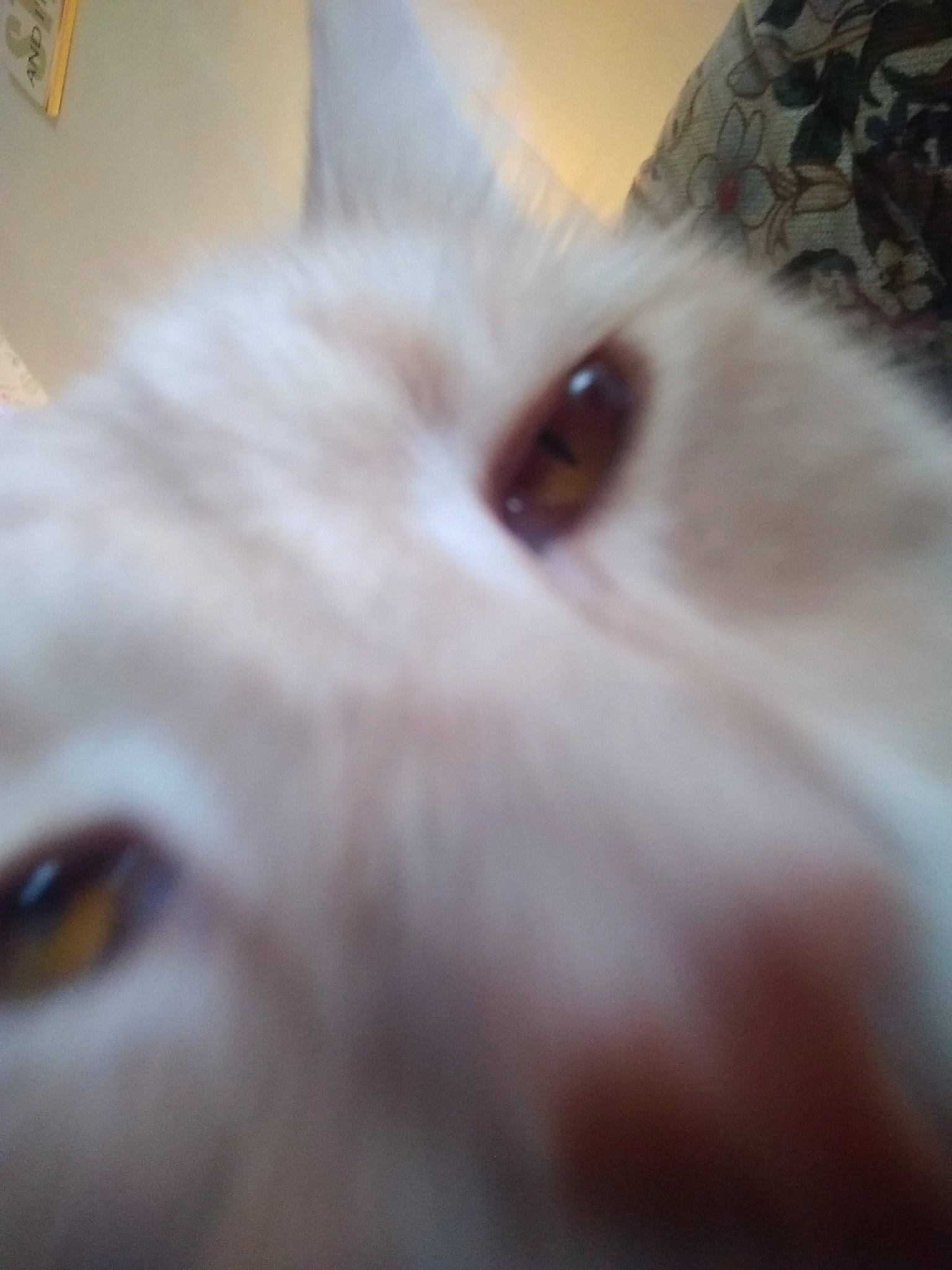 Lucky is registered to the contest to win money with this photo: canidae, carnivore, cat, dog_breed, domestic_short_haired_cat, ear, eye, eyelash, fawn, felidae, fur, head, small_to_medium_sized_cats, snout, tail, terrestrial_animal, whiskers, working_animal