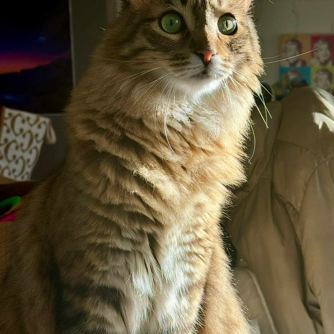 Figaro participe au concours pour gagner de l'argent avec cette photo : animal, calm, cat, close_up, cozy, cute, domestic_cat, feline, fluffy, fur, green_eyes, home, indoor, pet, portrait, sitting, soft_texture, tabby, warm_light, whiskers