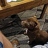 Babygirl is registered to the contest to win money with this photo: brown_dog, carpet, casual, clutter, collar, curious, dog, domestic, floor, footwear, home, indoor, leg, looking_up, person, pet, rug, shoe, table, wooden_table