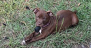 Babygirl joined the competition — help win amazing prizes! animal, brown, chewing, collar, curious, dog, ears, eyes, fur, grass, ground, laying_down, nature, outdoor, pet, playful, puppy, relaxed, snout, young