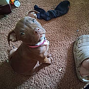 Babygirl is registered to the contest to win money with this photo: animal, brown_dog, carpet, clog, collar, companion, cute, domestic, floor, footwear, furniture, home, indoor, looking_up, pet, pet_accessory, playful, puppy, sock, young_dog