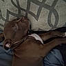Babygirl joined the competition — help win amazing prizes! animal, brown, canine, carpet, comfort, cozy, dog, fabric, fur, home, indoors, nap, patterned_carpet, paw, pet, quiet, relaxed, resting, sleeping, soft