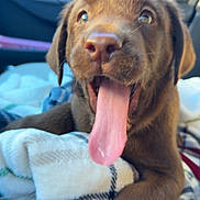 Bear is registered to the contest to win money with this photo: animal, blanket, canine, car_interior, chocolate_labrador, closeup, companion, cute, dog, domestic_animal, fur, happy, indoor, mammal, pet, playful, puppy, resting, tongue_out, young_dog