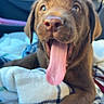 animal, blanket, canine, car_interior, chocolate_labrador, closeup, companion, cute, dog, domestic_animal, fur, happy, indoor, mammal, pet, playful, puppy, resting, tongue_out, young_dog