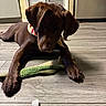 Bear is registered to the contest to win money with this photo: animal, bandana, brown_dog, close_up, cozy, curious, dog, domestic_animal, floor, flooring, front_paws, indoor, looking_down, pet, pet_accessory, playful, puppy, toy, wooden_floor, young_dog