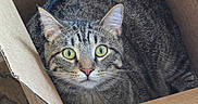 Toast is registered to the contest to win money with this photo: cat, tabby_cat, box, cardboard_box, indoor, pet, animal, fur, whiskers, green_eyes, looking_up, curious, cozy, floor, wood_floor, sitting, domestic_cat, close_up, feline, cute