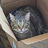 cat, tabby_cat, box, cardboard_box, indoor, pet, animal, fur, whiskers, green_eyes, looking_up, curious, cozy, floor, wood_floor, sitting, domestic_cat, close_up, feline, cute