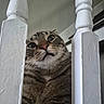 Toast joined the competition — help win amazing prizes! cat, tabby, curious, wooden_baluster, white_paint, close_up, indoor, pet, animal, face, whiskers, fur, eyes, nose, mouth, expression, furniture, home, vertical_bars, playful