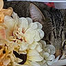 Toast is registered to the contest to win money with this photo: cat, tabby_cat, flowers, artificial_flowers, close_up, yellow_eyes, pet, feline, curious, soft_lighting, indoor, nature, cozy, texture, animal, plant, colorful, floral, still_life, resting