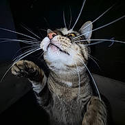 Toast joined the competition — help win amazing prizes! cat, tabby_cat, whiskers, paw, close_up, curious, pet, animal, feline, indoor, dark_background, face, fur, eyes, portrait, playful, mammal, cute, claws, looking_up