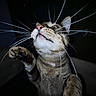 cat, tabby_cat, whiskers, paw, close_up, curious, pet, animal, feline, indoor, dark_background, face, fur, eyes, portrait, playful, mammal, cute, claws, looking_up