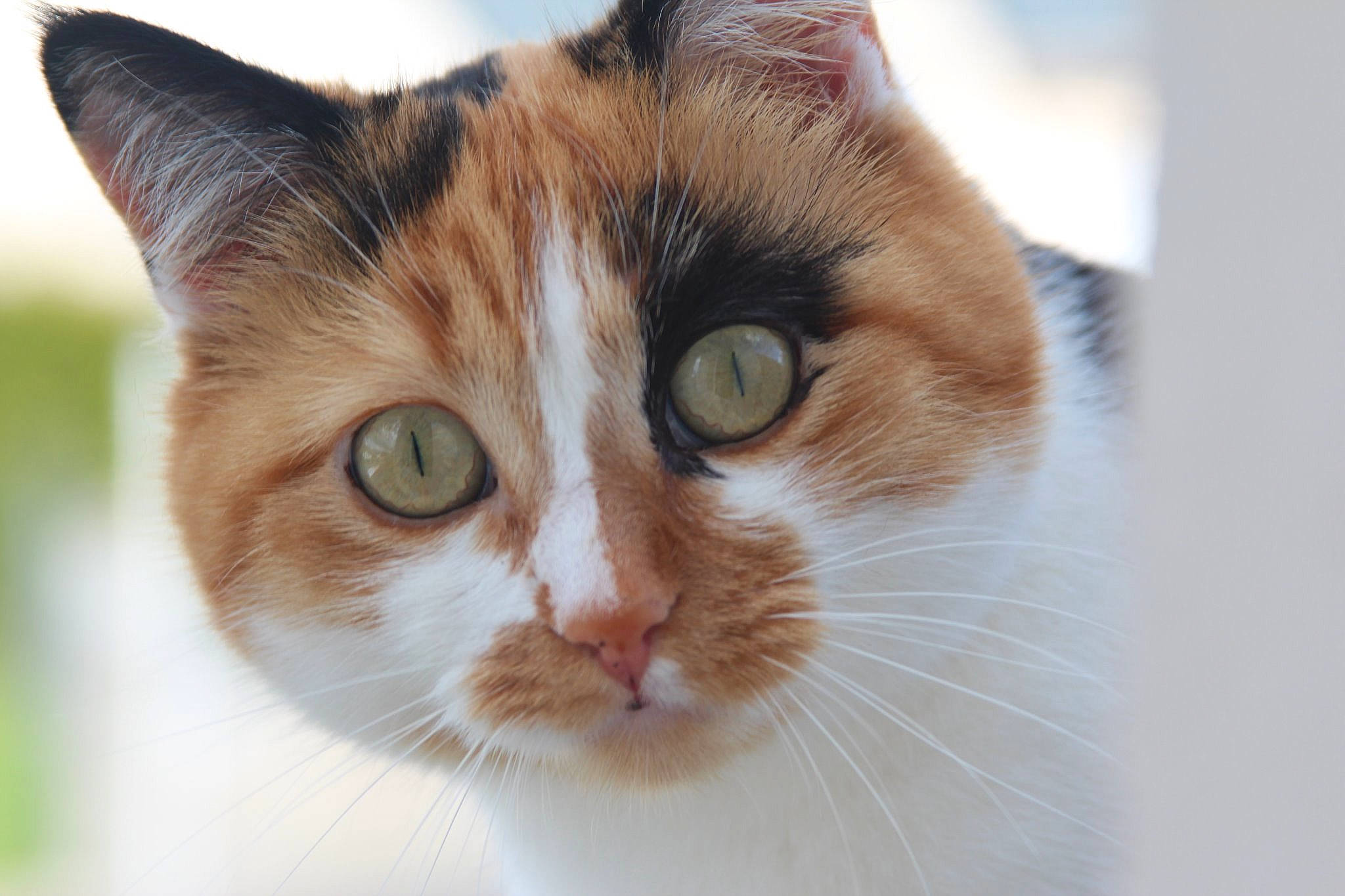 Mymy participe au concours pour gagner de l'argent avec cette photo : aegean_cat, american_wirehair, asian, carnivore, cat, close_up, domestic_short_haired_cat, ear, european_shorthair, eye, felidae, fur, iris, kitten, mammal, nose, organ, small_to_medium_sized_cats, snout, whiskers