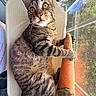 Zoro is registered to the contest to win money with this photo: cat, tabby, indoor, plush_toy, carrot_toy, chair, window, natural_light, yellow_eyes, relaxed, pet, feline, curious, fur, paw, whiskers, home, cozy, texture, animal