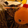 Zoro is registered to the contest to win money with this photo: cat, tabby, sleeping, plush_toy, orange, bird_toy, feathers, bed, blanket, indoor, cozy, feline, pet, closeup, warm_lighting, yellow_wall, cute, resting, soft_toy, animal