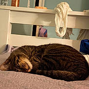 Zoro is registered to the contest to win money with this photo: cat, tabby, sleeping, bed, bedspread, white_headboard, scarf, bottle, indoor, cozy, feline, fur, resting, domestic_animal, pet, quiet, peaceful, brown, striped, home