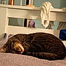 cat, tabby, sleeping, bed, bedspread, white_headboard, scarf, bottle, indoor, cozy, feline, fur, resting, domestic_animal, pet, quiet, peaceful, brown, striped, home