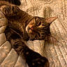 cat, tabby, sleepy, bed, quilt, stretching, feline, indoor, pet, cute, whiskers, relaxed, fur, paw, cozy, resting, animal, closeup, warm, soft