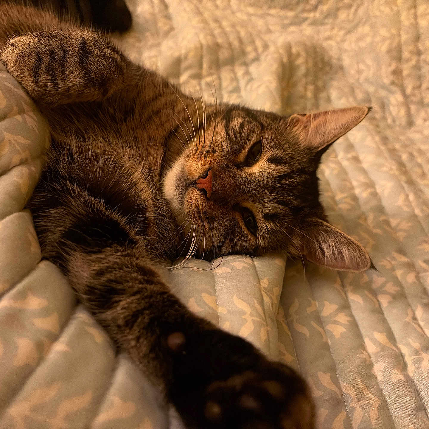 Zoro is registered to the contest to win money with this photo: cat, tabby, sleepy, bed, quilt, stretching, feline, indoor, pet, cute, whiskers, relaxed, fur, paw, cozy, resting, animal, closeup, warm, soft