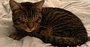 Zoro is registered to the contest to win money with this photo: cat, tabby, sleeping, bed, bedding, stars_pattern, indoor, cozy, pet, animal, fur, whiskers, ears, tail, resting, cute, soft_lighting, window_blinds, poster, string_lights