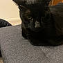 black_cat, cat, pet, indoor, feline, ears, yellow_eyes, resting, gray_fabric, texture, furniture, dresser, home, cozy, animal, mammal, whiskers, close_up, relaxed, domestic_cat