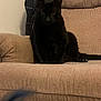 Rocky is registered to the contest to win money with this photo: black_cat, cat, indoor, furniture, armchair, beige, pet, animal, sitting, coat, jacket, domestic_cat, feline, shadow, texture, home, resting, quiet, curious, quiet_moment