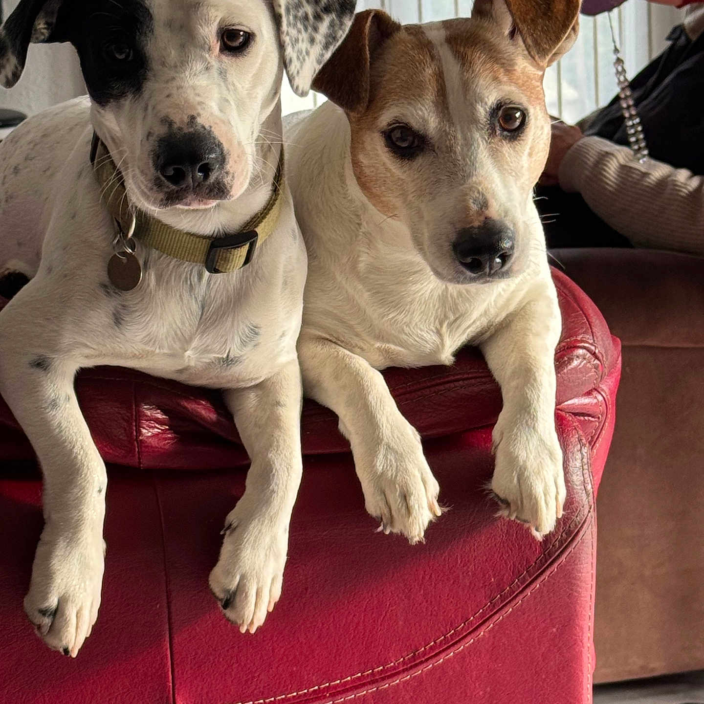 Bobi Et Diego
