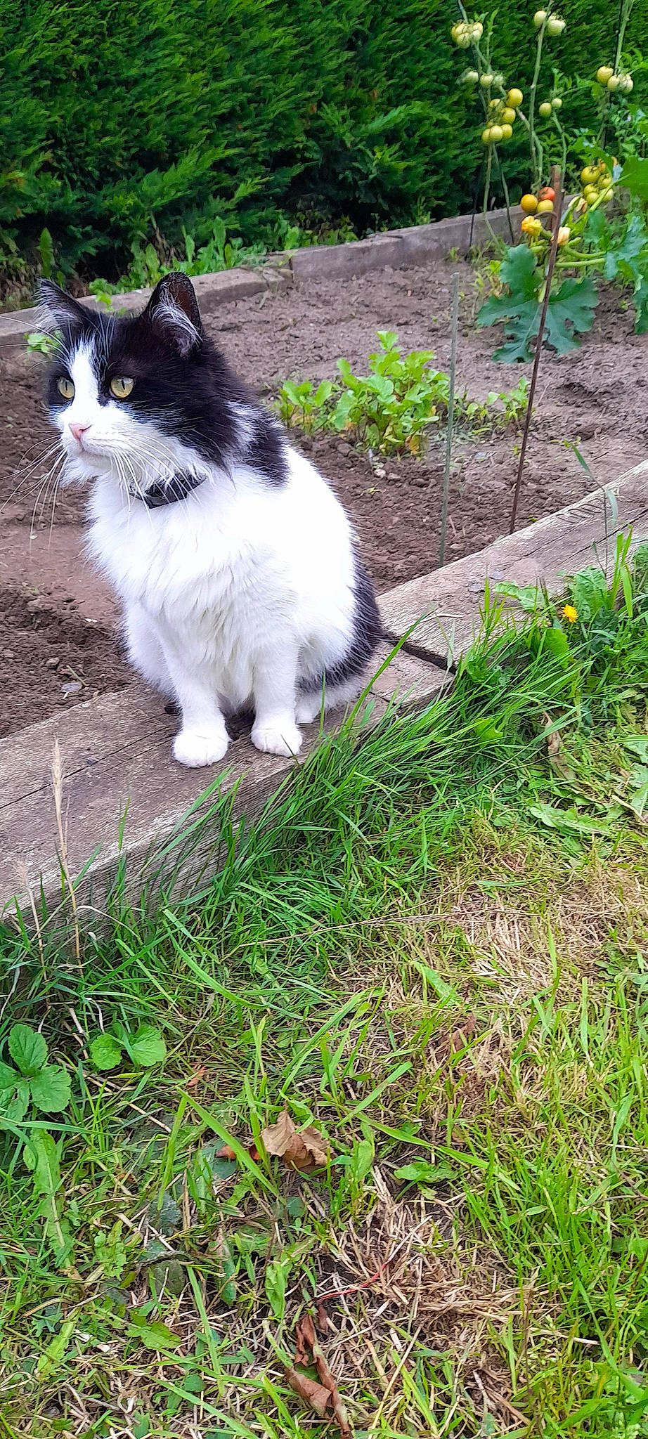 Bandit a rejoint le concours — aidez-le/la à gagner de superbes lots ! carnivore, cat, domestic_short_haired_cat, eye, felidae, fur, grass, groundcover, herbaceous_plant, plant, sitting, small_to_medium_sized_cats, snout, tail, terrestrial_animal, tree, whiskers