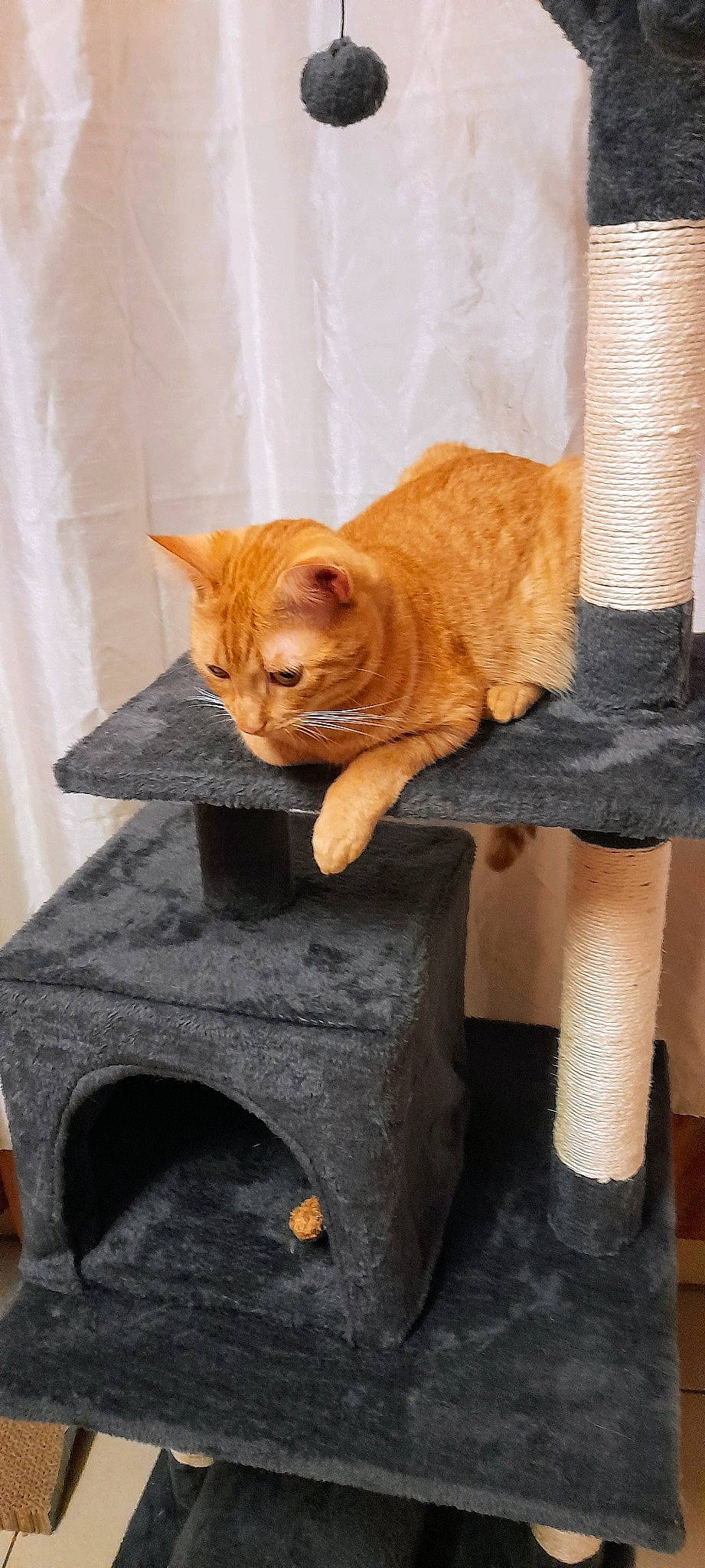 Guizmo participe au concours pour gagner de l'argent avec cette photo : carnivore, cat, chair, comfort, domestic_short_haired_cat, fawn, felidae, flooring, fur, human_leg, knee, peach, shorts, small_to_medium_sized_cats, snout, tail, thigh, whiskers, window, wood