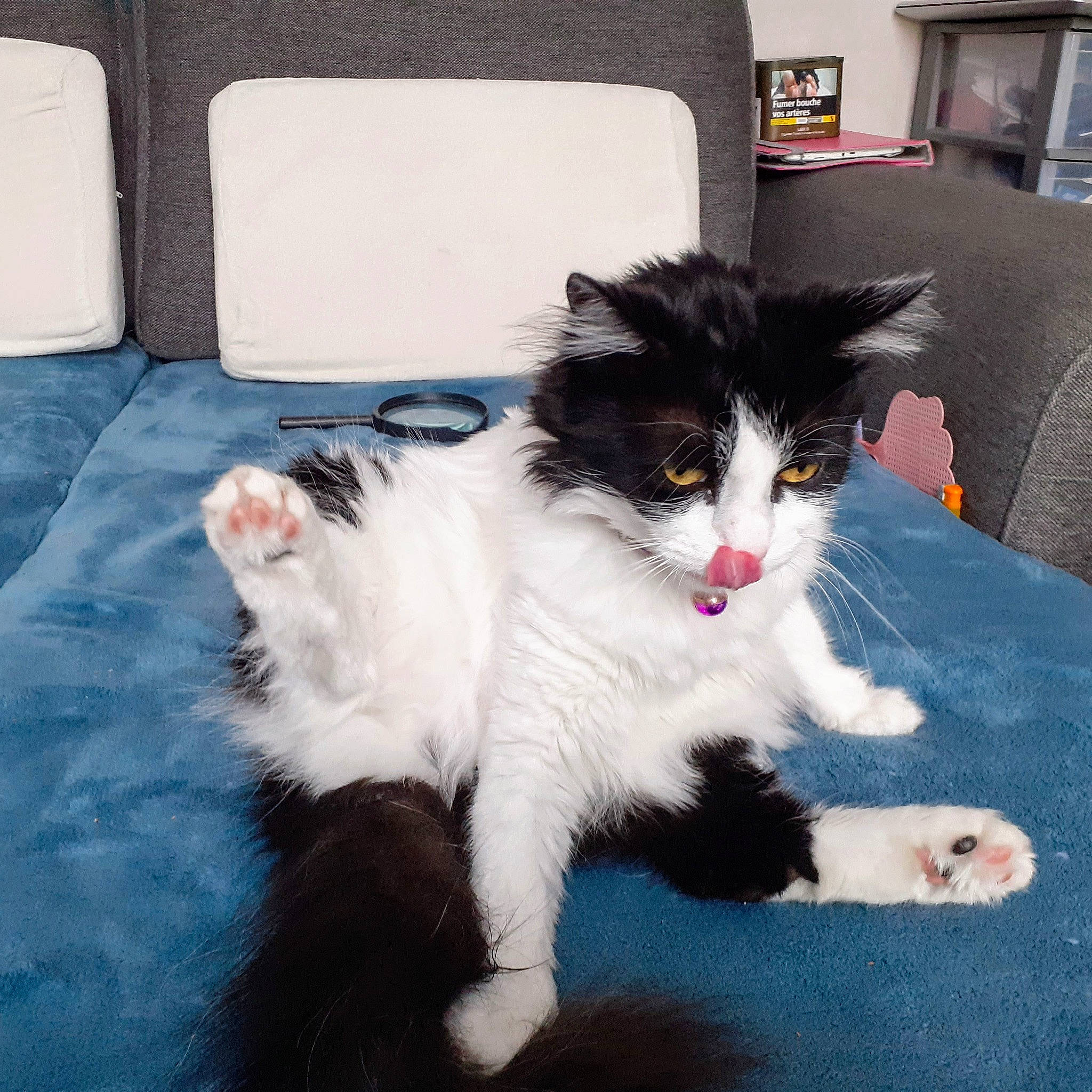 Bandit participe au concours pour gagner de l'argent avec cette photo : american_curl, black_and_white, carnivore, cat, cymric, domestic_long_haired_cat, felidae, fur, kitten, mammal, norwegian_forest_cat, polydactyl_cat, ragamuffin, small_to_medium_sized_cats, tail, whiskers