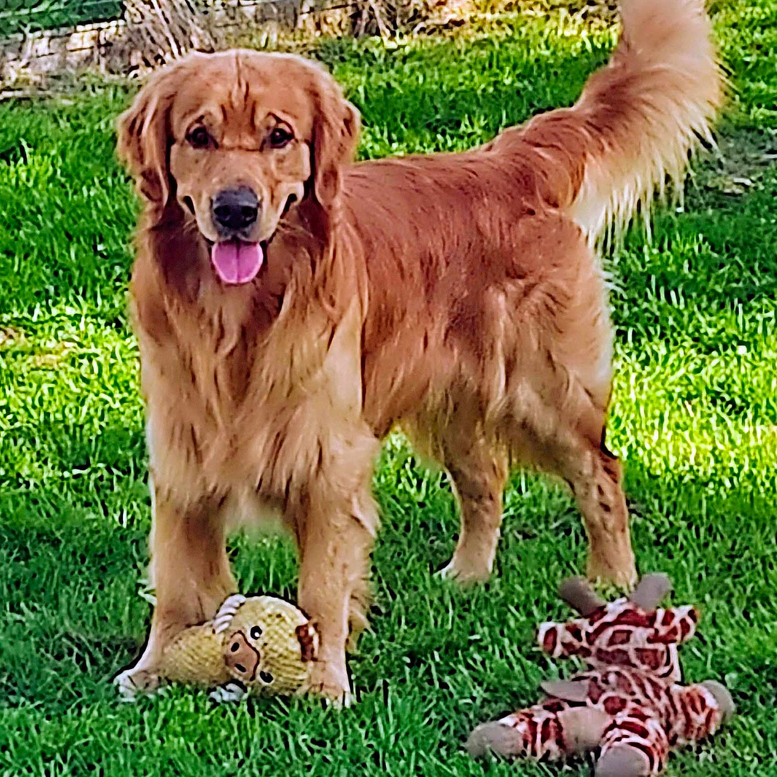 Ulann a rejoint le concours — aidez-le/la à gagner de superbes lots ! dog, golden_retriever, grass, toy, plush_toy, outdoor, pet, animal, happy, tongue_out, tail, playful, greenery, summer, canine, mammal, domestic_animal, standing, nature, cute