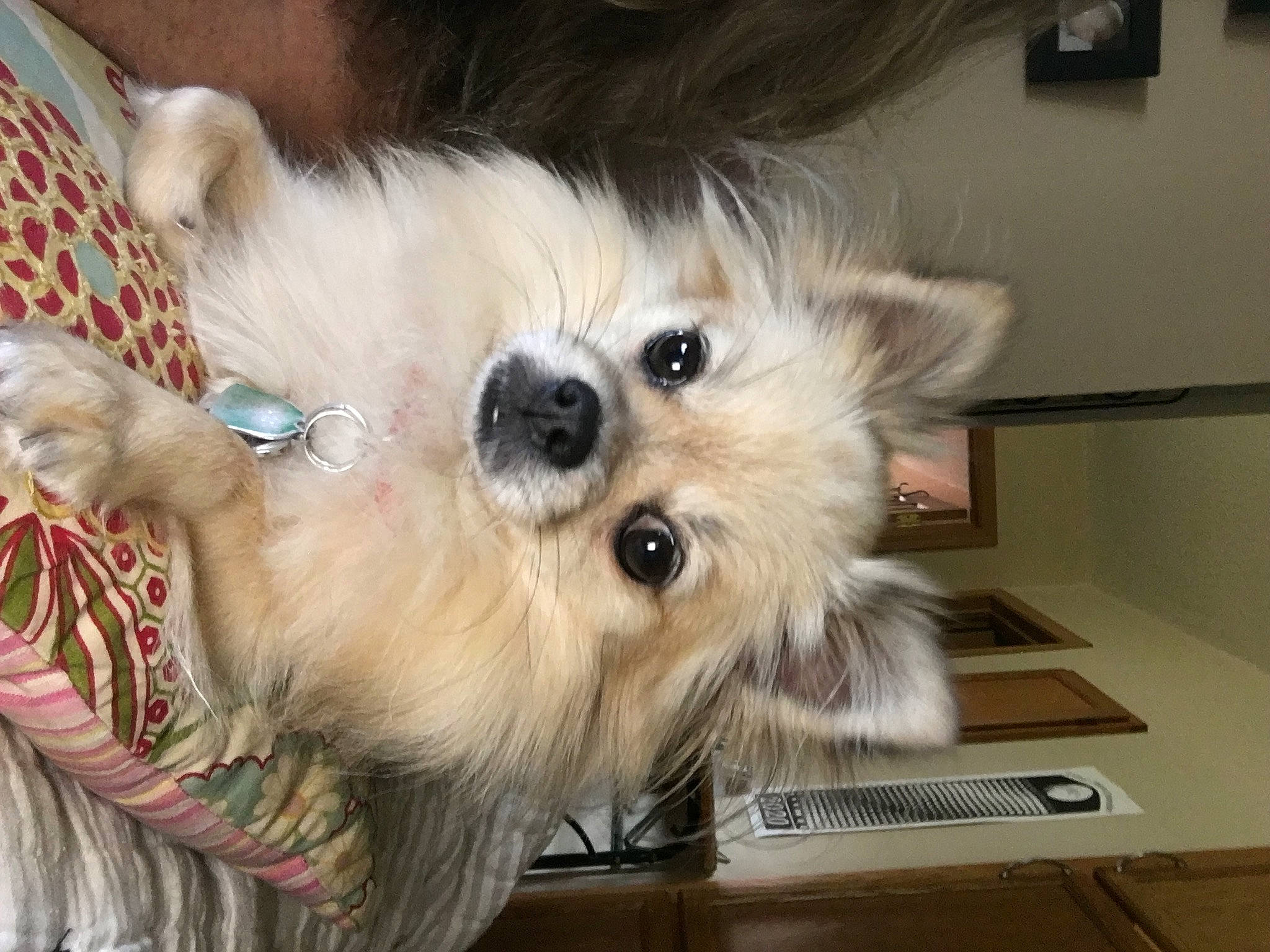 Nyla is registered to the contest to win money with this photo: canidae, carnivore, companion_dog, dog, dog_breed, dog_supply, fawn, fur, liver, maltepoo, picture_frame, puppy, small_terrier, snout, sporting_group, terrier, toy_dog, whiskers, working_animal, yorkipoo