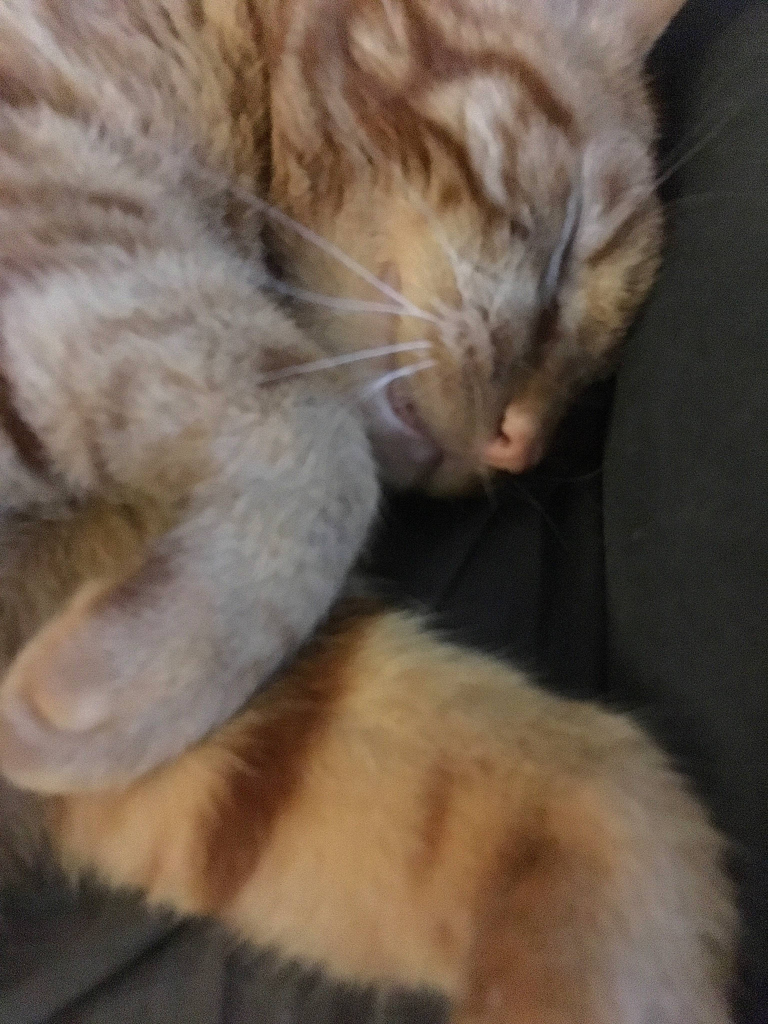 Bob Marley participe au concours pour gagner de l'argent avec cette photo : carnivore, cat, claw, comfort, domestic_short_haired_cat, ear, eye, fawn, felidae, fur, gesture, head, nap, paw, sleep, small_to_medium_sized_cats, snout, tail, terrestrial_animal, whiskers