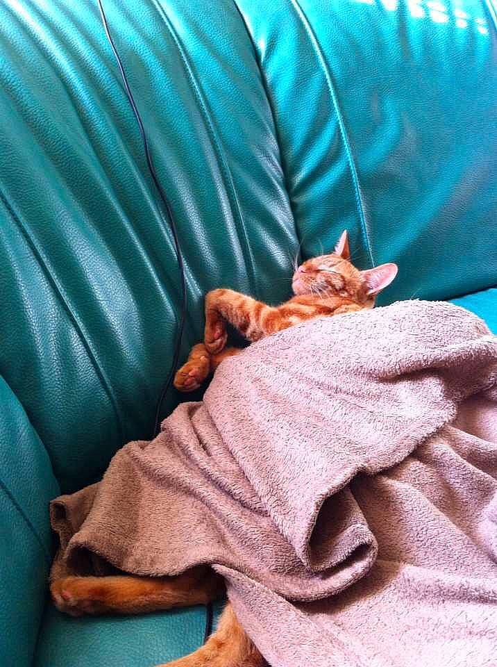 Bob Marley a rejoint le concours — aidez-le/la à gagner de superbes lots ! bed, bedding, carnivore, cat, comfort, couch, electric_blue, fawn, felidae, finger, human_leg, linens, orange, room, skin, sleeve, small_to_medium_sized_cats, t_shirt, textile, whiskers