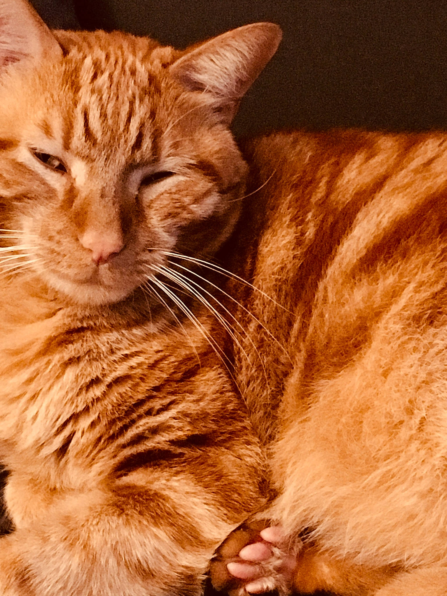 Bob Marley participe au concours pour gagner de l'argent avec cette photo : carnivore, cat, claw, close_up, comfort, domestic_short_haired_cat, fawn, felidae, foot, fur, paw, small_to_medium_sized_cats, snout, tail, terrestrial_animal, whiskers, wildlife