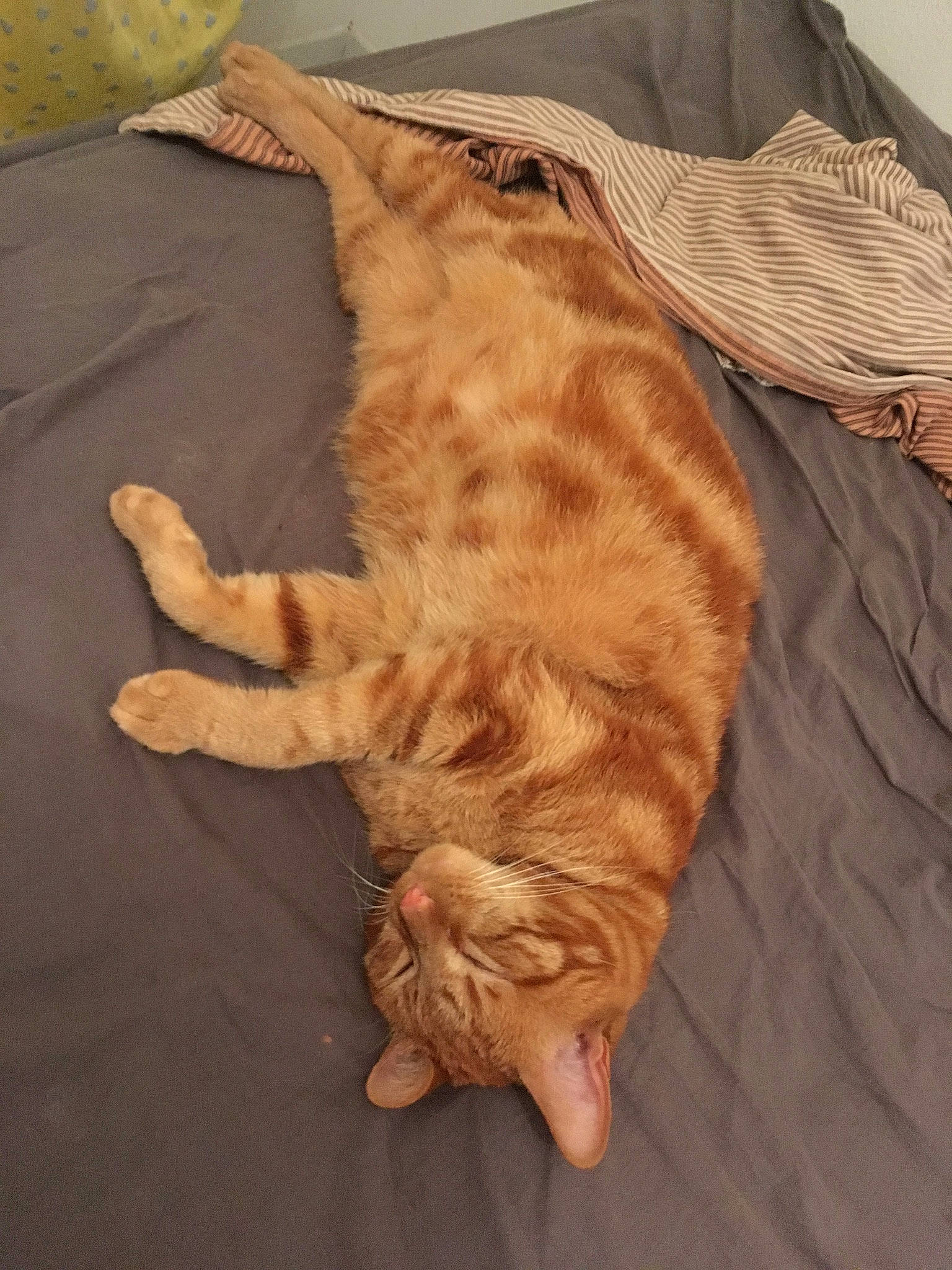 Bob Marley participe au concours pour gagner de l'argent avec cette photo : balloon, brown, carnivore, cat, comfort, companion_dog, dog_breed, domestic_short_haired_cat, felidae, foot, fur, hardwood, linens, liver, paw, sleeve, small_to_medium_sized_cats, tail, whiskers, wood