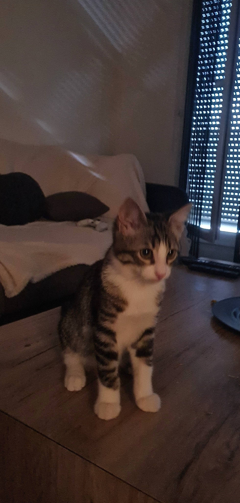 éliote a rejoint le concours — aidez-le/la à gagner de superbes lots ! carnivore, cat, comfort, domestic_short_haired_cat, eye, fawn, felidae, flooring, fur, hardwood, paw, room, sitting, small_to_medium_sized_cats, snout, tail, terrestrial_animal, whiskers, window, window_blind