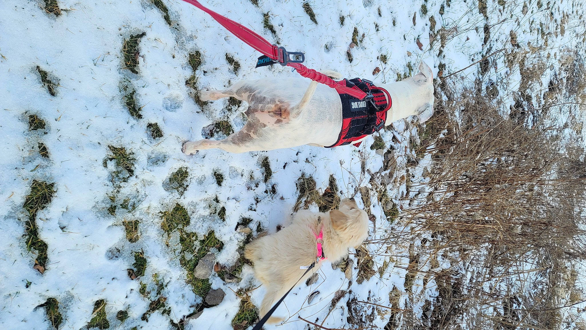 Olivia is registered to the contest to win money with this photo: adventure, branch, climbing_harness, freezing, frost, fun, grass, people_in_nature, plant, playing_in_the_snow, recreation, slope, snow, sport_climbing, tree, twig, winter
