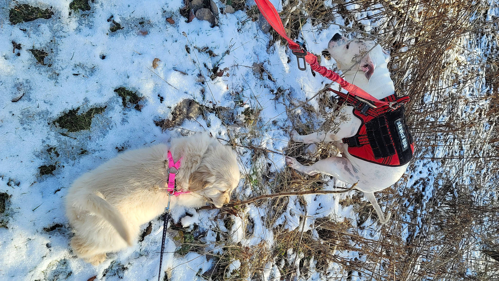 Olivia is registered to the contest to win money with this photo: branch, carmine, freezing, frost, fun, fur, geological_phenomenon, mammal, people_in_nature, plant, playing_in_the_snow, recreation, slope, snow, snowman, spring, tree, twig, vertebrate, winter