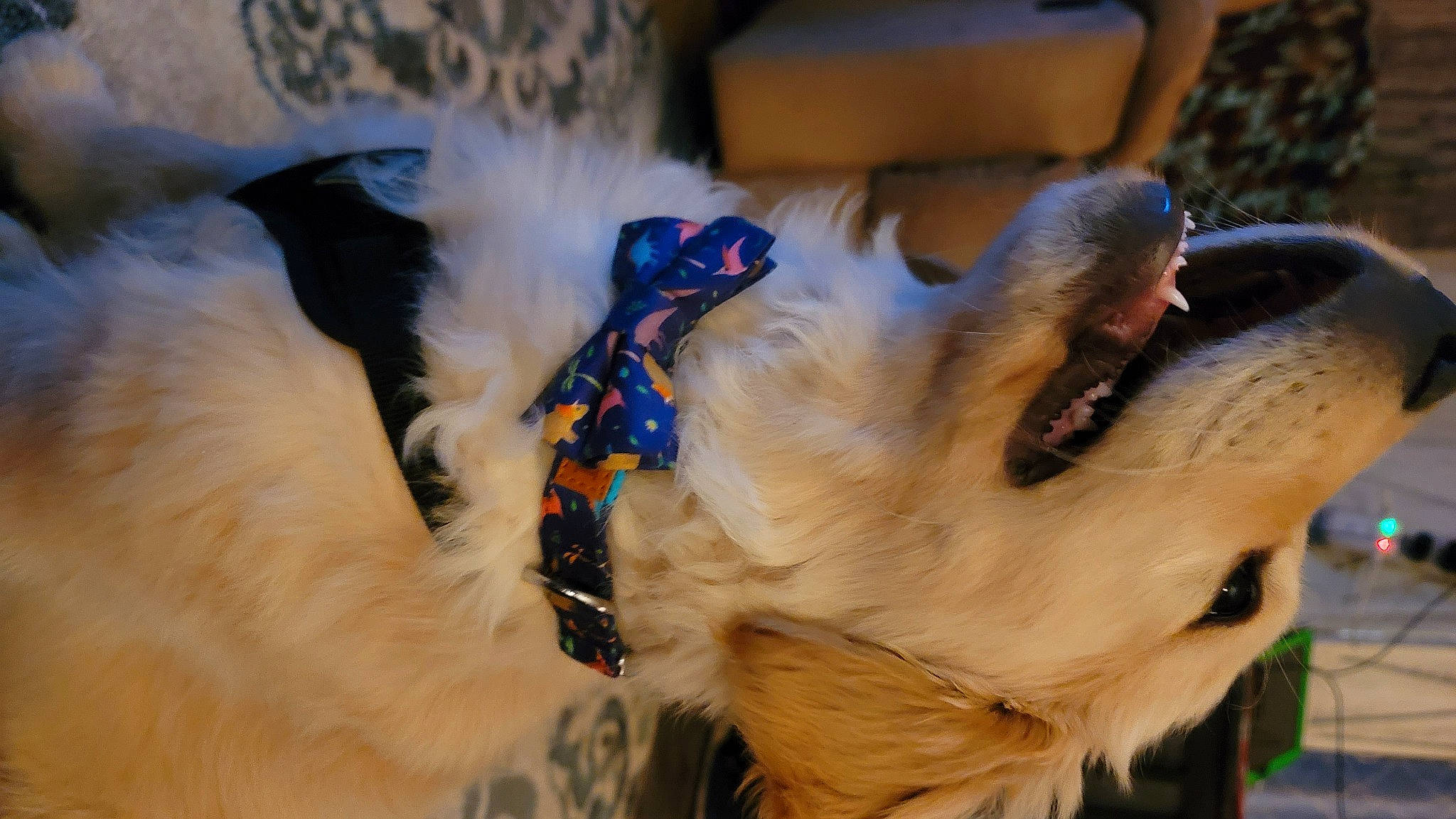 Bear is registered to the contest to win money with this photo: canidae, carnivore, collar, companion_dog, dog, dog_breed, dog_clothes, dog_collar, dog_supply, fawn, fur, paw, pet_supply, pomeranian, snout, spitz, sporting_group, tail, toy_dog, whiskers