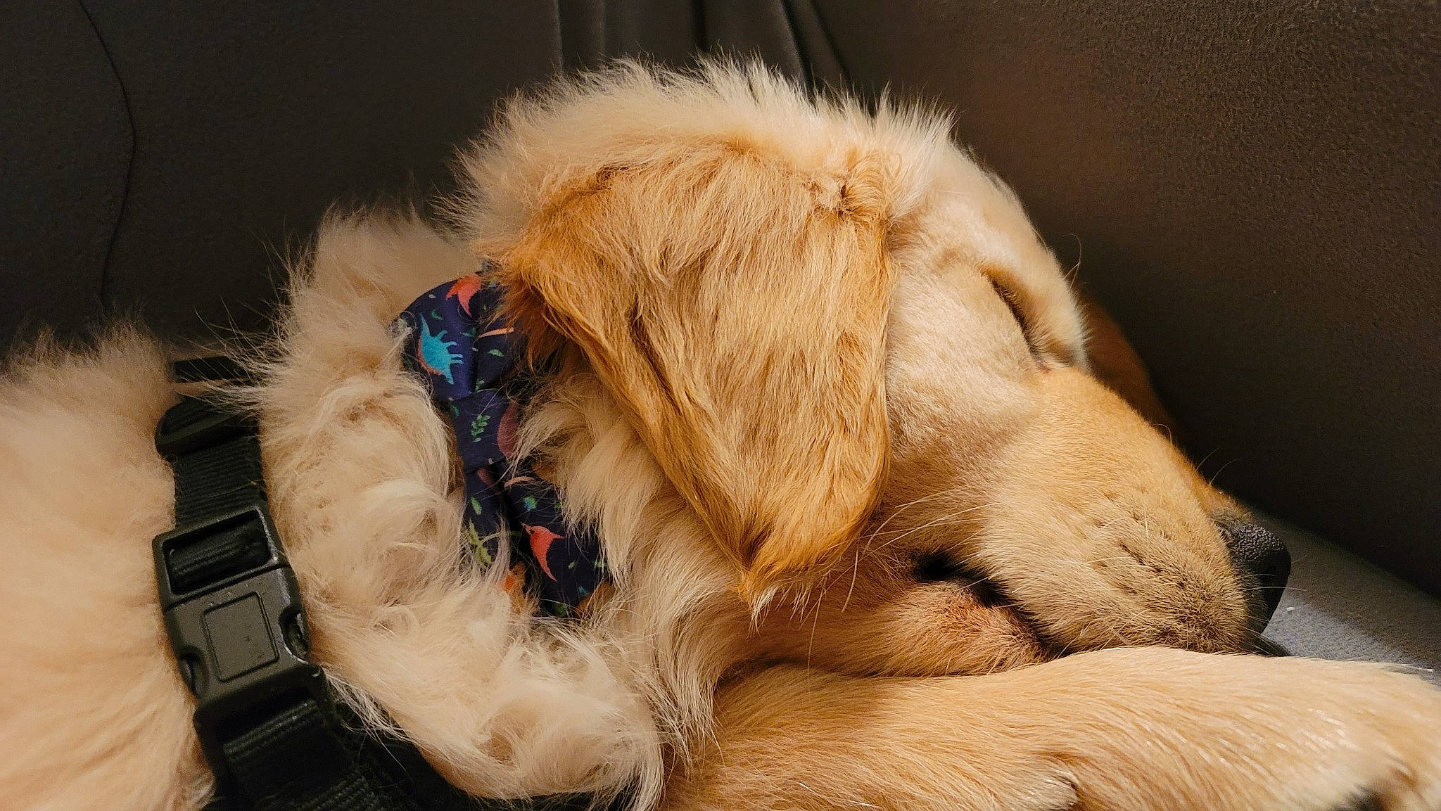 Bear joined the competition — help win amazing prizes! canidae, carnivore, claw, comfort, companion_dog, dog, dog_breed, dog_collar, dog_supply, fawn, fur, liver, nap, paw, pet_supply, snout, sporting_group, terrestrial_animal, whiskers, working_animal