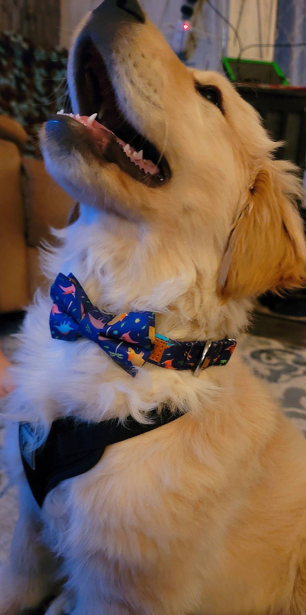 Bear joined the competition — help win amazing prizes! canidae, carnivore, collar, companion_dog, dog, dog_breed, dog_clothes, dog_collar, dog_supply, event, eyewear, fashion_accessory, fawn, fur, leash, snout, sporting_group, terrier, toy_dog, whiskers